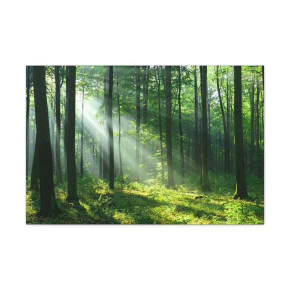 Green Forest Sunlight Nature Wilderness Photography Canvas Wall Art for Home Dec
